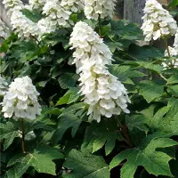 Arborix Hydrangea quercifolia 'Ice Crystal' 30-40cm - Eikenbladhortensia, sierheester met bijzondere bladeren en bloei