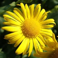 Arborix 6 x Doronicum Orientale 'Little Leo' - Voorjaarszonnebloem pot 9x9cm, compact en rijkbloeiend