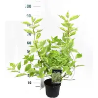 Arborix Cornus Alba 'Gouchaultii' - Geelbonte kornoelje 60-80 cm pot
