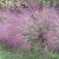 Arborix 6x Eragrostis spectabilis Pot 9x9cm - Prachtige planten voor in uw tuin