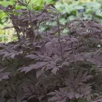 Arborix 6x Actaea simplex 'Black Beauty' Pot 9x9cm - Prachtige sierplant voor in de tuin