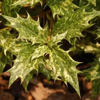 Arborix Osmanthus Heterophyllus 'Goshiki' ('Tricolor') - Schijnhulst - 20-25 cm pot: Bontbladige struik met groen, geel en roze bladeren.