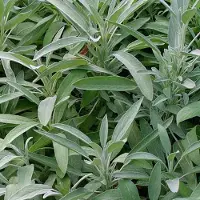 Arborix 6 x Salvia Officinalis - Salie pot 9x9cm