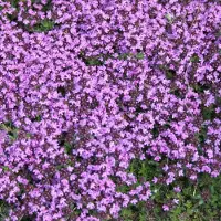 Arborix 6 x Thymus Praecox 'Coccineus' - Tijm Pot 9x9 cm - Roodbloeiende Kruidenplant