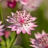 Arborix 3 x Astrantia Major 'Roma ' - Zeeuws Knoopje pot 9x9cm