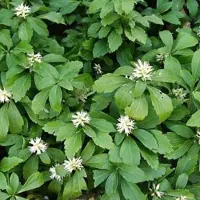 Arborix 6 x Pachysandra terminalis 'Green Carpet' - Pachysandra pot 9x9cm