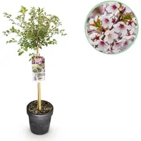 Green Boutiq - Plant op Stam - Prunus incisa Koujou-no-mai - Terras Plant - Bladverliezend - Weinig Onderhoud - Witte Bloem - Pot 19cm Hoogte 90cm