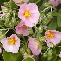 Arborix 6 x Helianthemum 'Lawrenson's Pink' - Zonneroosje Pot 9x9 cm - Roze Bloeiende Zonminnaar