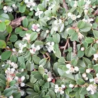 Arborix 24x Cotoneaster Procumbens 'Streib's Findling' - Dwergmispel P9 - 15-20 cm in pot