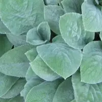 Arborix 6 x Stachys Byzantina 'Cotton Ball' - Ezelsoren pot 9x9cm, zacht en bodembedekkend
