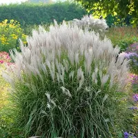 Arborix 6x Miscanthus sinensis 'Vanilla Sky' Pot 9x9cm - Siergras voor tuin en border