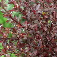 Arborix Berberis Thunbergii 'Red Chief' - Zuurbes 40-50 cm in pot