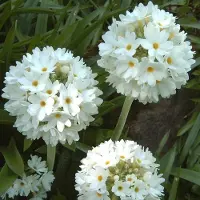 Arborix 6 x Primula Denticulata 'Alba' - Kogelsleutelbloem Pot 9x9 cm - Zuiverwitte Bol