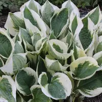 Arborix 6 x Hosta 'Patriot' - Hartlelie pot 9x9 cm- Bontbladige Schaduwplant