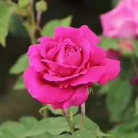 Arborix Rosa 'Isaac Pereire' - Prachtige rozen voor in de tuin