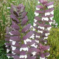 Arborix 6 x Acanthus Spinosus - Bereklauw pot 9x9 cm