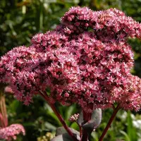 Arborix 6 x Sedum 'Matrona' - Vetkruid pot 9x9cm