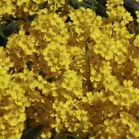 Arborix 6 x Aurinia Saxatilis 'Compactum' - Schildzaad Pot 9x9 cm - Geelbloeiende Rotstuinplant