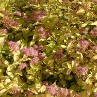 Arborix Spiraea japonica 'Goldmound' - Spierstruik 25-30 cm in pot