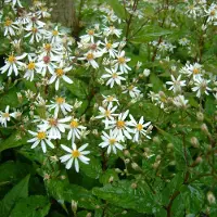 Arborix 6 x Aster Divaricatus - Aster pot 9x9 cm