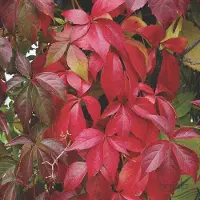 Arborix Parthenocissus Quinquefolia - Wilde wingerd 50-60 cm pot