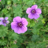 Arborix 6 x Geranium 'Dilys'- Ooievaarsbek pot 9x9cm