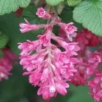 Arborix Ribes sanguineum 'King Edward VII' - Siertrosbes 50-60 cm in pot