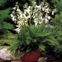 Arborix 6 x Hosta Sieboldiana 'Snowflakes' - Hartlelie pot 9x9cm