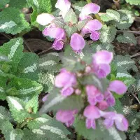 Arborix 6 x Lamium Maculatum 'Roseum' - Dovenetel Pot 9x9 cm - Roze Bloeiende Schaduwplant