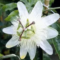 Arborix Passiflora Caerulea 'Constance Elliot' - Passiebloem - 50-60 cm in pot: Klimplant met geurende witte bloemen met een vleugje blauw.
