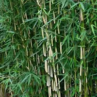 Arborix Fargesia Robusta 'Wolong' 40-60cm - Sterke en sierlijke bamboeplant