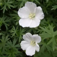 Arborix 6 x Geranium Sanguineum 'Album' - Bloedooievaarsbek pot 9x9cm, witbloeiend en langbloeiend