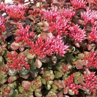 Arborix 6 x Sedum Spurium 'Fuldaglut' - Vetkruid pot 9x9cm