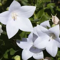 Arborix 6 x Platycodon Grandiflorus 'Fuji White' - Ballonklokje pot 9x9cm, witbloeiend en langbloeiend