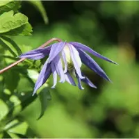 Arborix Clematis Alpina 'Frances Rivis' - Bosrank - 50-60 cm in pot: Vroegbloeiende klimplant met hangende, diepblauwe bloemen in het voorjaar.