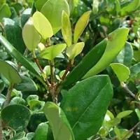 Arborix Ligustrum Japonicum 'Texanum' - Japanse liguster - 30-40 cm pot: Compacte vorm van Japanse liguster met donkergroene bladeren.