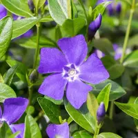 Arborix 6 x Vinca Minor 'La Grave' (='Bowles Variety') - Maagdenpalm pot 9x9cm - Bodembedekkende kruiper