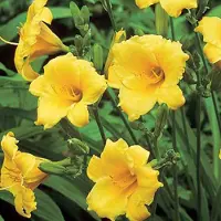 Arborix 6 x Hemerocallis 'Mini Stella' - Daglelie Pot 9x9 cm - Compacte Gele Bloemen