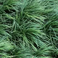 Arborix 3 x Ophiopogon Japonicus - Slangebaard pot 9x9cm