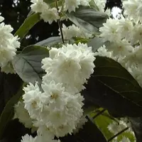 Arborix Deutzia Magnifica - Bruidsbloem - 60-80 cm in pot: Struik met grote, witte bloemtrossen in het voorjaar.