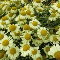 Arborix 6 x Anthemis hybrida 'EC Buxton' - Kamille pot 9x9 cm
