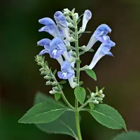 Arborix 6x Scutellaria incana Pot 9x9cm - Prachtige planten voor in uw tuin