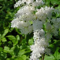 Arborix 6 x Astilbe Arendsii 'Brautschleier' - Astilbe Pot 9x9 cm - Witte Pluimen