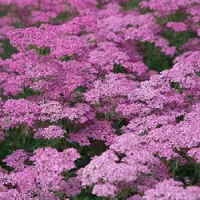 Arborix 6 x Achillea Millefolium 'Lilac Beauty' - Duizendblad pot 9x9 cm