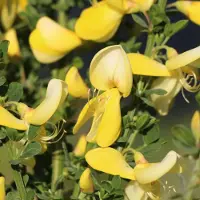 Arborix Cytisus 'Luna' - Brem - 40-60 cm in pot: Sierlijke struik met roomwitte tot lichtgele bloemen, compacte groei.