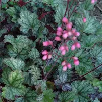 Arborix 3 x Heuchera 'Pewter Moon - Purperklokje pot 9x9cm