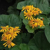 Arborix 6 x Ligularia Dentata 'Desdemona ' - Grijsaard pot 9x9cm