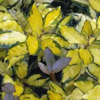 Arborix Elaeagnus Ebbingei Eleador ('Lannou') - Zilverbes;Groenblijvende olijfwilg 60-80 cm pot