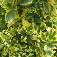 Arborix Euonymus Japonicus 'Aureus' (= 'Luna') - Japanse Kardinaalsmuts 40-50 cm pot - De Stralende Japanse Kardinaalshoed voor je Tuin