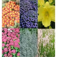 Arborix Border Pakket Zon 5 m²: 30 Vaste Planten